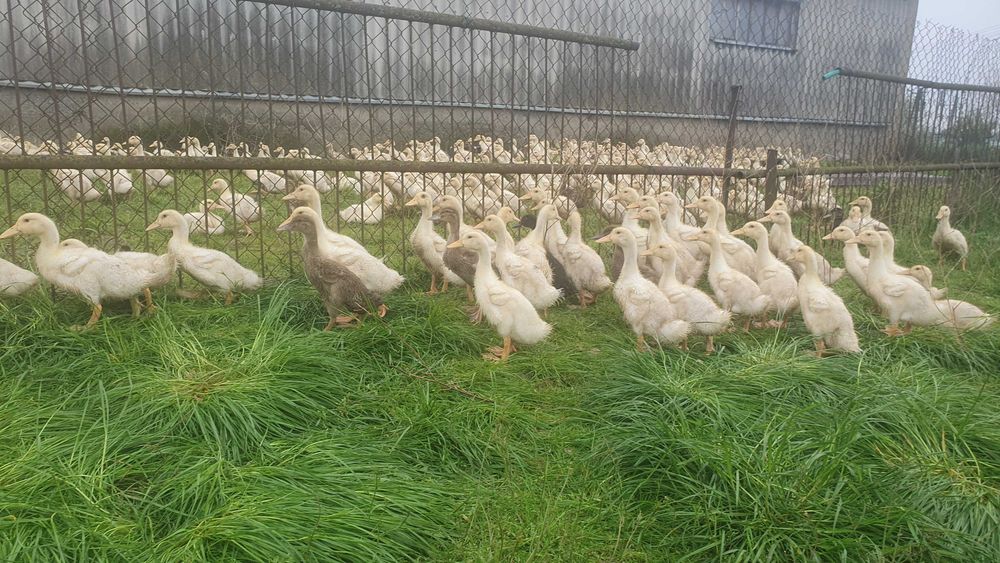 Sprzedam pisklęta kacze (kaczki) rasy biały Pekin 3-tygodniowe (kaczorki)
