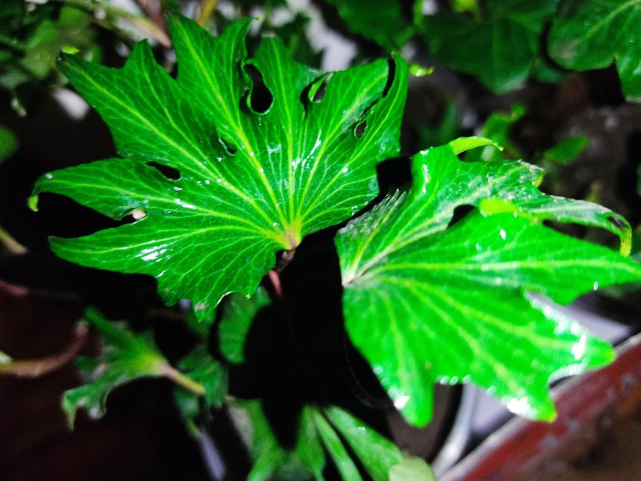 Плющі 10 сортів..