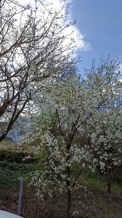 Дачний участок в передмісті Василькова
