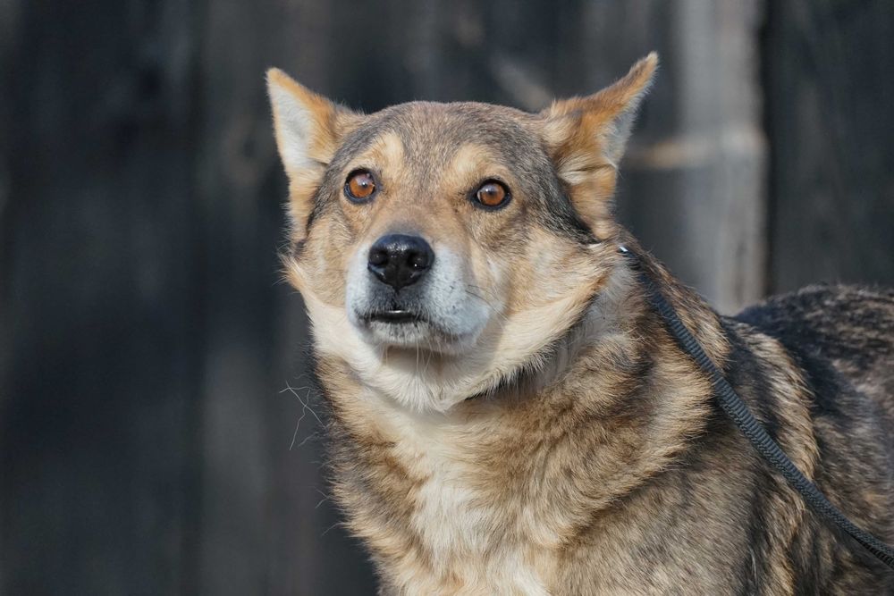 Visto - starszy piesek szuka domu