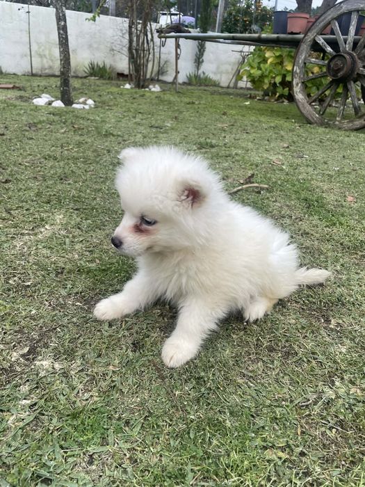 Husky siberiano macho