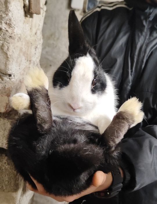 Króliczek miniaturka samiczka szuka domu