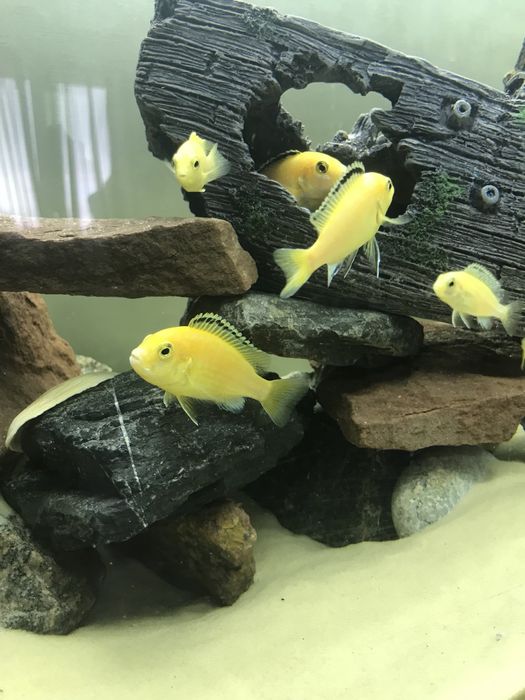 Лабидохромис Еллоу Цихлиды малави , єллоу .