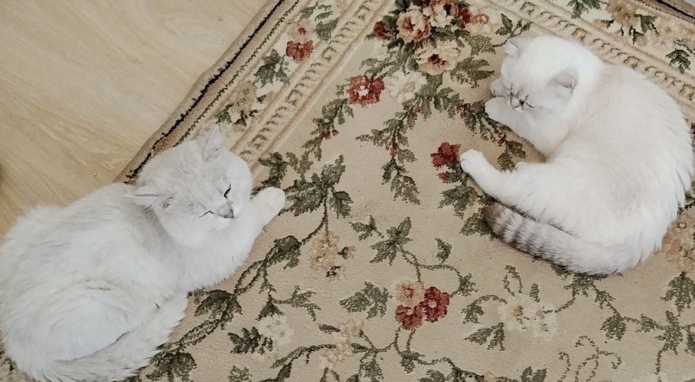Шотландские котята