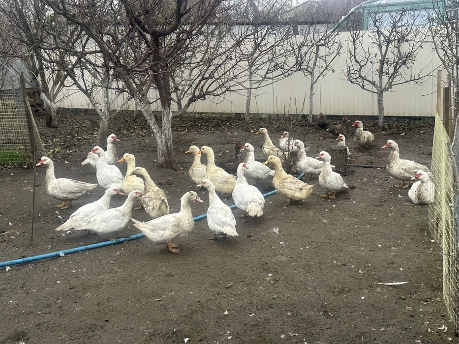 Продам Індокачки