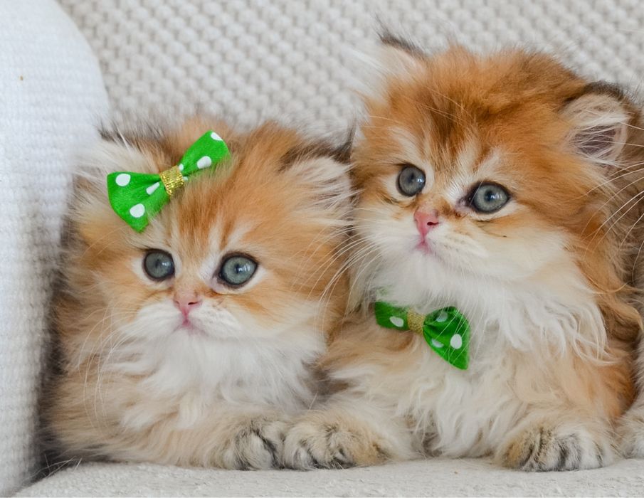 Яркие звездочки в золотых шубках