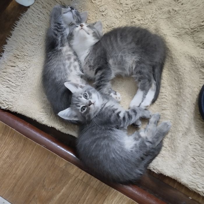 Котята ищут любящих хозяев!