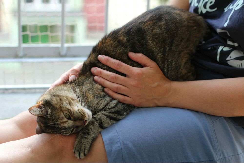 Buba bura kotka do adopcji