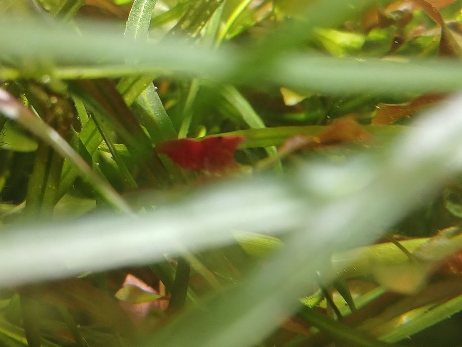 Krewetka red cherry