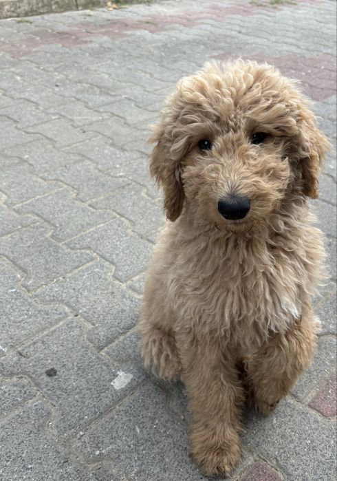 Goldendoodle F1b