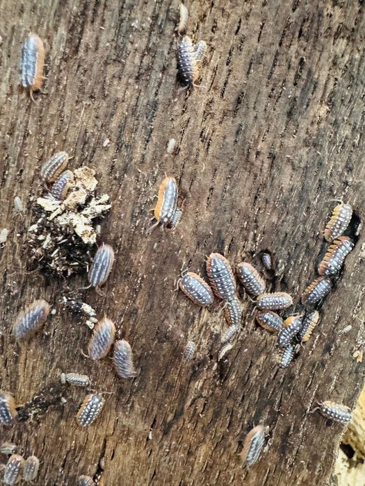 Ekipa sprzątająca, skoczogonki, Prosionki, isopody