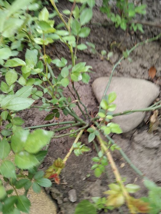Троянда роза почвопокрівна