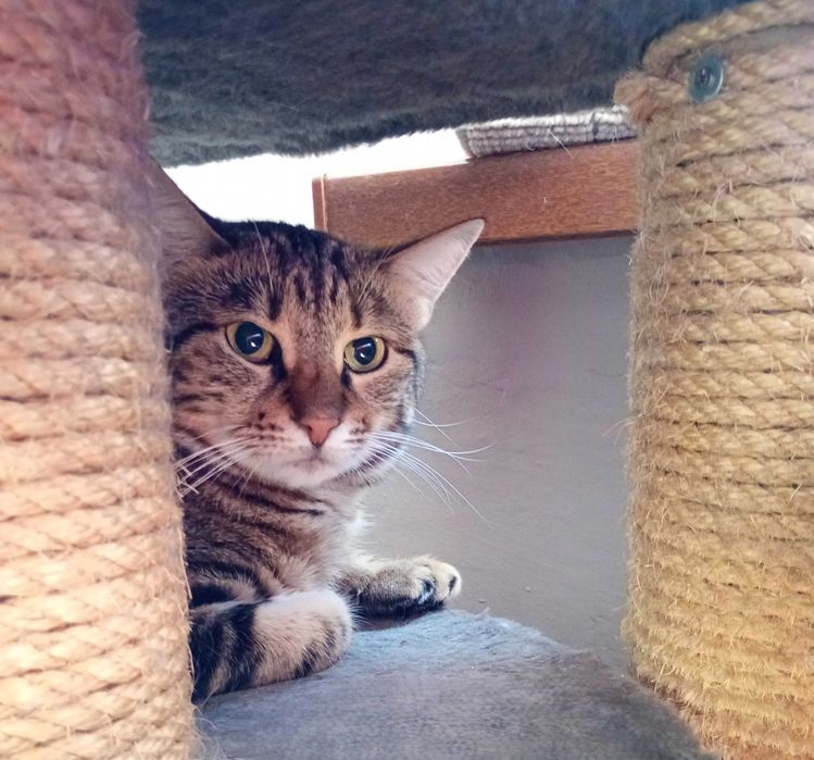 Vesta- pręgowana tygrysica