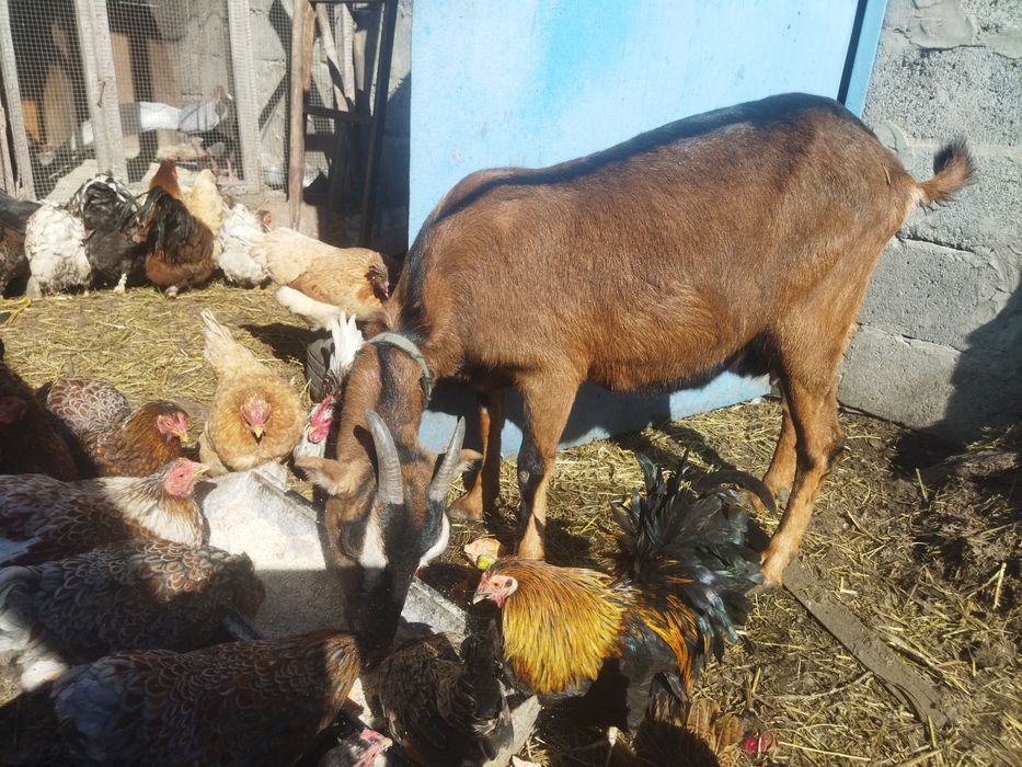 Козлики Англонубійці 75%