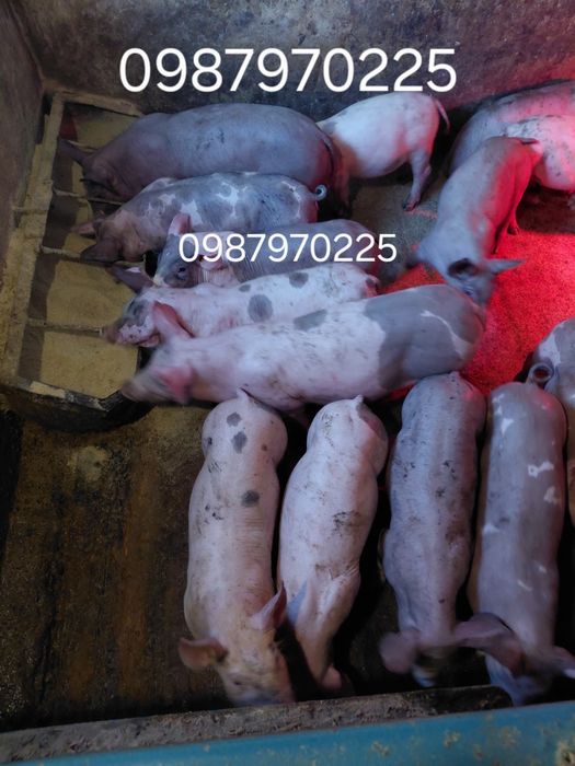 Продам поросят на відгудівлю, ціна за пару