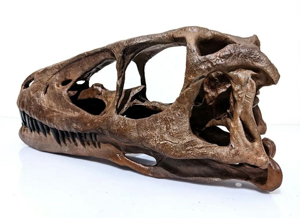 Crânio de Deinonychus Raptor Velociraptor Utahraptor
