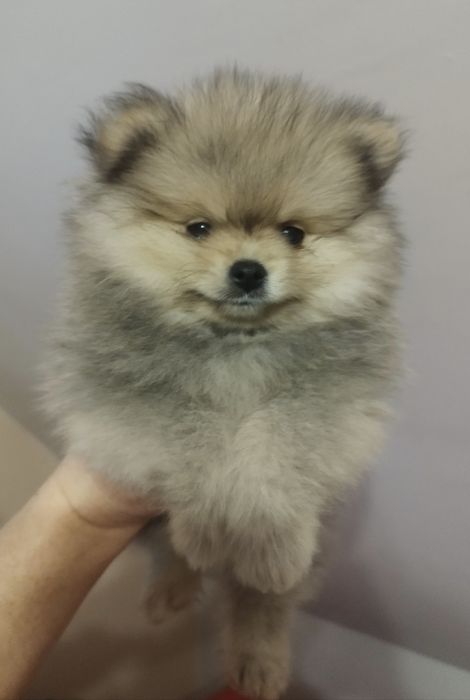 Pomeranian ZKwP  szpic miniaturowy