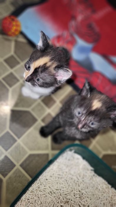 Продам котят Сибирской породы