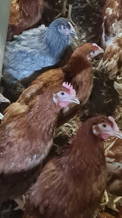 KURKI KURY KURCZAKI młode kurki z pierwszym jajkiem z dowozem gratis