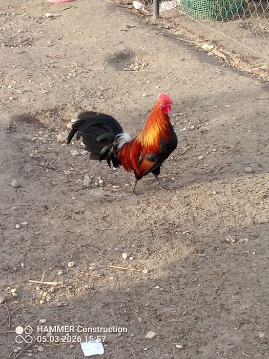 Karzełek polski liliput