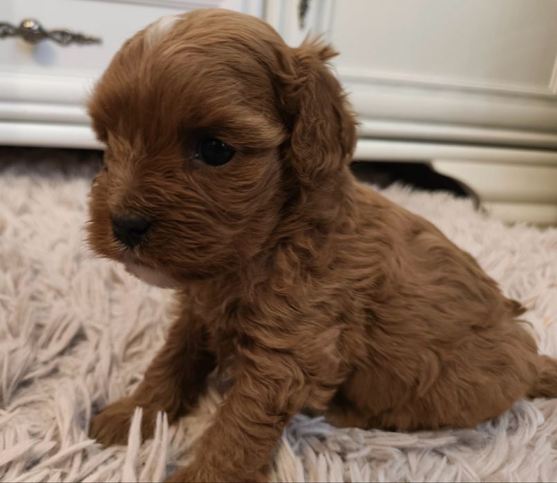 Cavapoo wesoła suczka