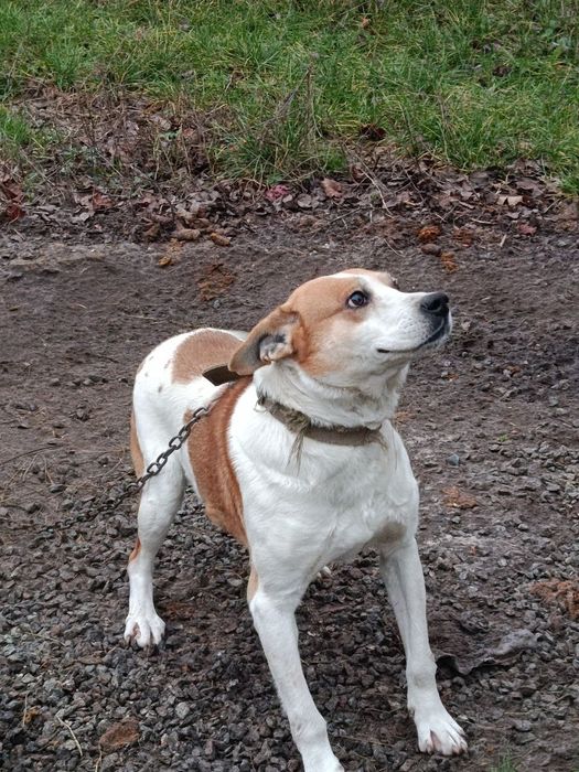 Віддам собаку в добрі руки