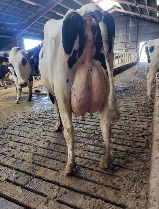 DOSTAWA Krów Mlecznych – ŚRODA, 17.12