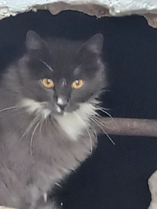 Кошка домашняя (стерилизована)