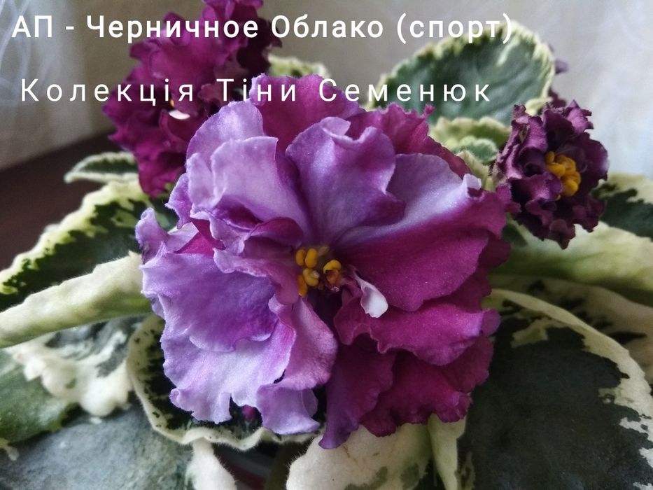 Сортові фіалочки фіалки