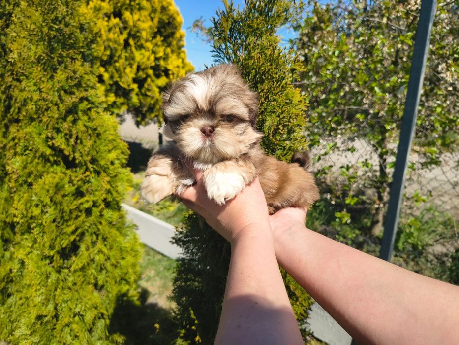 Shih Tzu Shihtzu