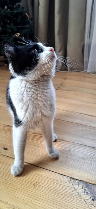 Кошеня у пошуках родини