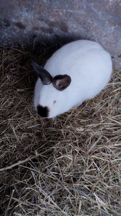 Кролики Калифорнийской породы