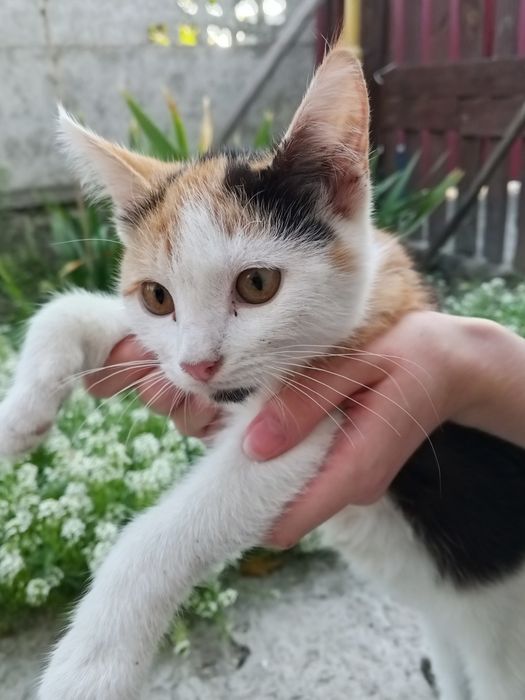 Котики, у відповідальні та добрі руки