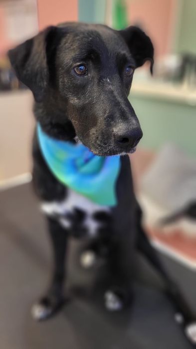 Charlie poleca się do adopcji!