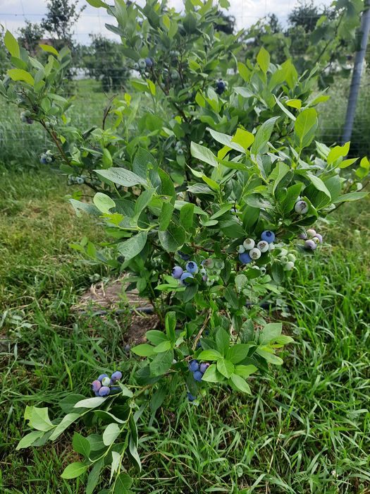 Borowka Amerykanska  Krzewy