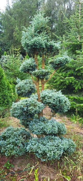 Bonsai cyprysik groszkowy boulevard