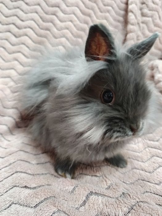 Karzełek Teddy, Lwi