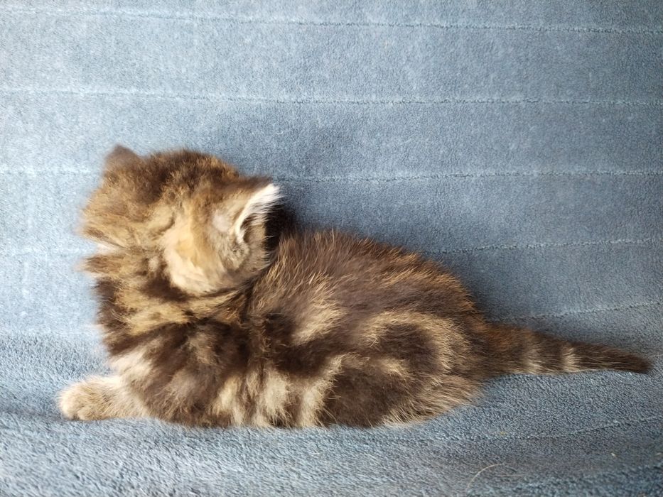 Котята Скоттиш страйт