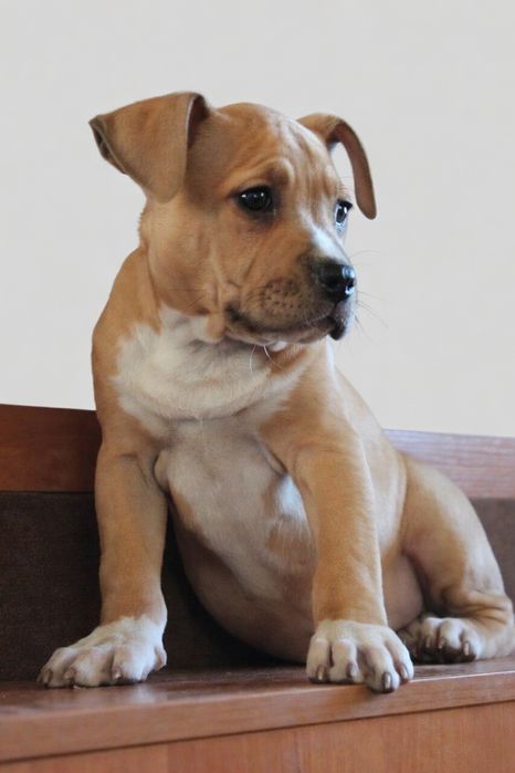 Дівчинка амстафф з документами