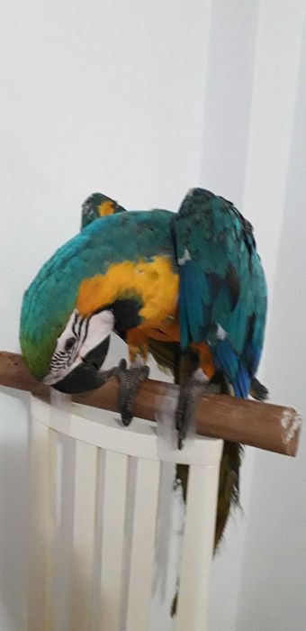 Araras Araraunas  F 25