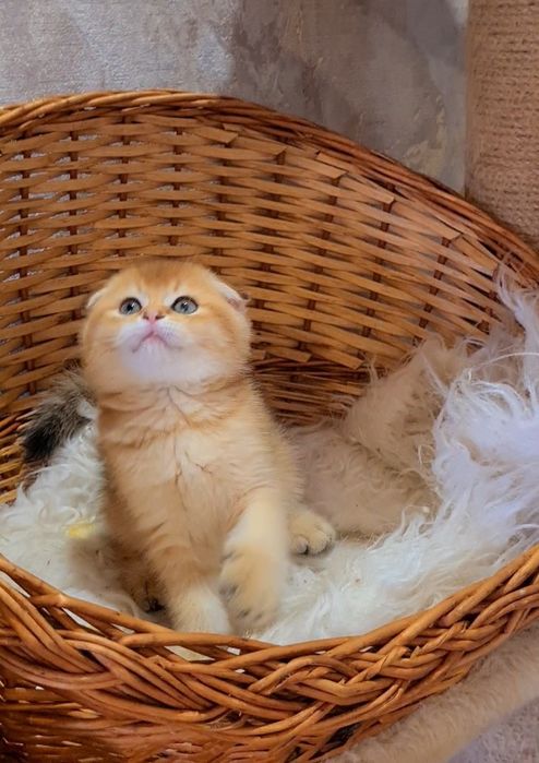 Класный малыш золотая шиншилла