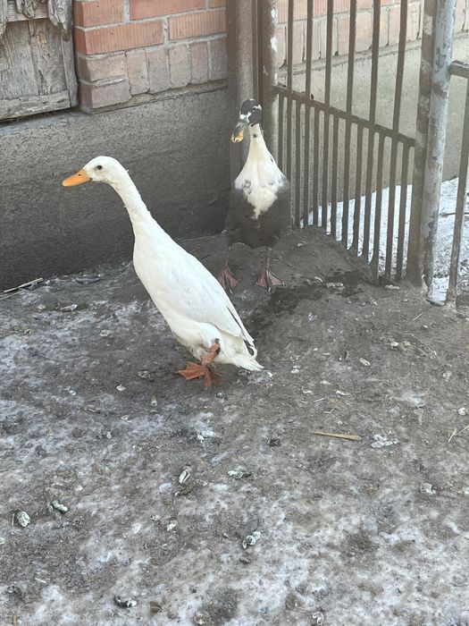 Biegus indyjski para