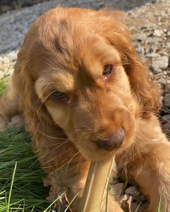 Чорні дівчатка кокер спаніеля – ніжність у кожному погляді