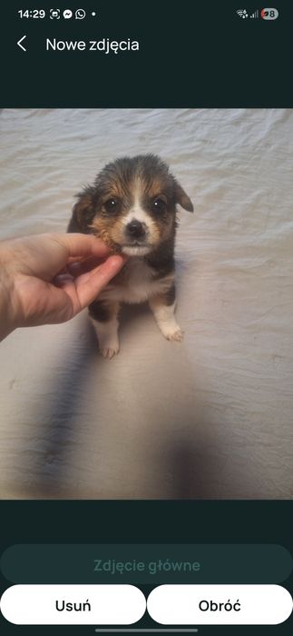 Szczniaczki po shih tzu