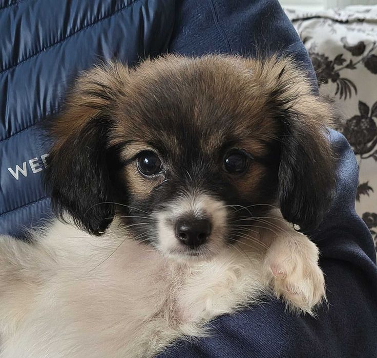 szczeniak PHALENE, piękny sobolowy piesek (nie papillon) ZKwP / FCI