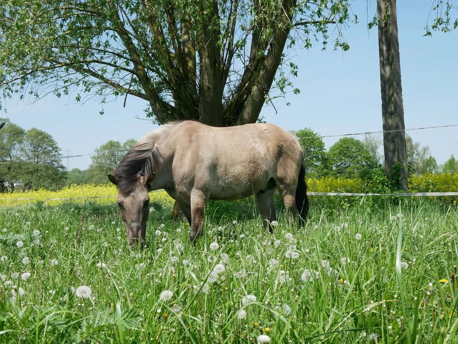 Konik do rekreacji