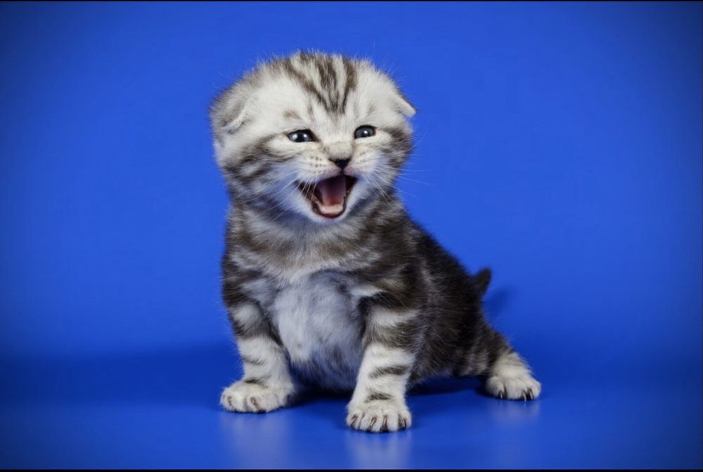 Вязка Шотландский кот