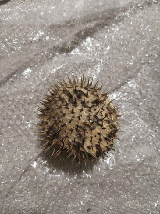 Peixe balão seco.
