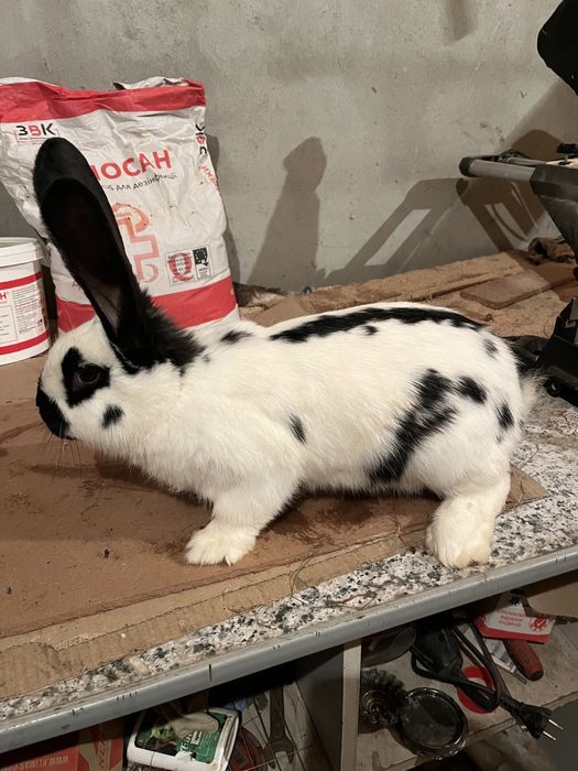 Кролики Самці та самки