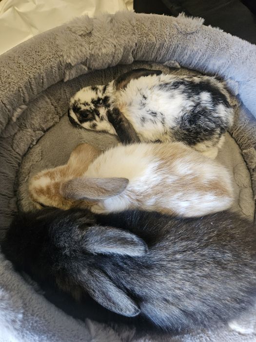 Króliki miniaturowe Mini Loop  Baranek. Sklep zoologiczny Rafa Kraków. Nowe